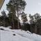 Huset ved skogen