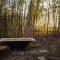 Forest Harmony