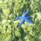 Blue Seastar Cottages
