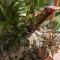 Finca Valeria Treehouses Glamping