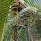 Finca Valeria Treehouses Glamping - Cocles