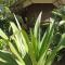 Finca Valeria Treehouses Glamping
