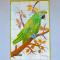 Parrots`Village