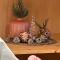 Igluhut Tiny House Bayerischer Wald