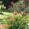 Le Petit Caboulot en pleine nature
