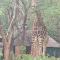 Marloth Wild Fig