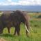 Wild Amboseli Ndovu Cottage.