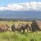 Wild Amboseli Ndovu Cottage. - 安博塞利