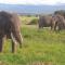 Wild Amboseli Ndovu Cottage. - 安博塞利