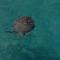 Apt Turtle Beach your home at the beach
