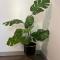 Fully remodeled 1-bedroom house with massive yard - 伍德兰希尔斯