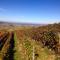 Agriturismo Il Bricco - 特雷伊索