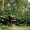 Elephant Court Thekkady