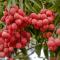 The Litchi Tree Amber Mountain Boutique Hotel