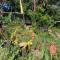 Amazing Santa Cruz Landscaped Paradise
