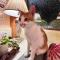 DeerStar HomeStay B&B