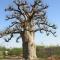 le baobab de nianing - Nianing