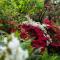 Botanica Retreat Garden Cabin in Olinda