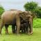Nature lovers Safari & Resort