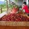 Taroko Sialin Coffee Farm Homestay - Xiulin