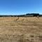 Miners Cottage lancefield