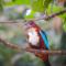 Birds Paradise Cabanas Unawatuna - Unawatuna