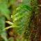 Redwoods Rest / Cabins / Wander & Explore