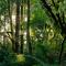 Redwoods Rest / Cabins / Wander & Explore - Beech Forest