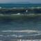 Wave-ტალღა