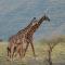 Lake Natron Maasai giraffe eco Lodge and camping