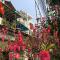 Tam An HaNoi Homestay - Hanoi
