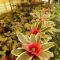 Flower Patch Homestay