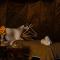 Sahara Desert Camping - Merzouga Luxury Camp