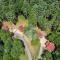 Red Wolf Chalet at Eagles Nest - بانير إلك