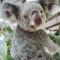 Bounce Magnetic Island and Koala Park - formerly Roamer