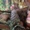 Charming Gnome Cottage in Devon near Sidmouth