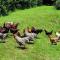 ReRooted Permaculture Farmstay