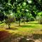 Domaine Plan des Devens - 鲁西永