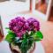 Villa Amore Accommodation