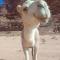 Blue Camel - Wadi Rum