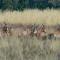 Moletani Game Ranch - Atoom