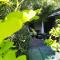 Susee Villa