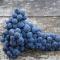 Cocon des vignes du Domaine Ansodelles - Benais