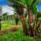 O Lagar do Avô, a Home in Madeira - 圣若热岛 O Lagar do Avô, a Home in Madeira - 圣若热岛