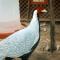 Hospedaje SELVA DE AVES