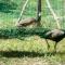 Hospedaje SELVA DE AVES