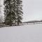The Larches