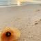 Vaima Beachfront Apartments