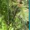 The Jungle Container - Quepos