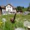 Gasthaus Schwand